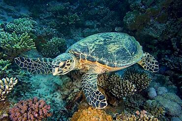 10-day Egypt standard tour covering Cairo highlights, a 3-night Nile Cruise, and Red Sea relaxation in Hurghada