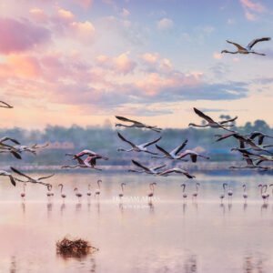 Colorful migratory birds resting around the tranquil lakes and wetlands of Fayoum, Egypt, surrounded by lush reeds and natural desert landscapes.