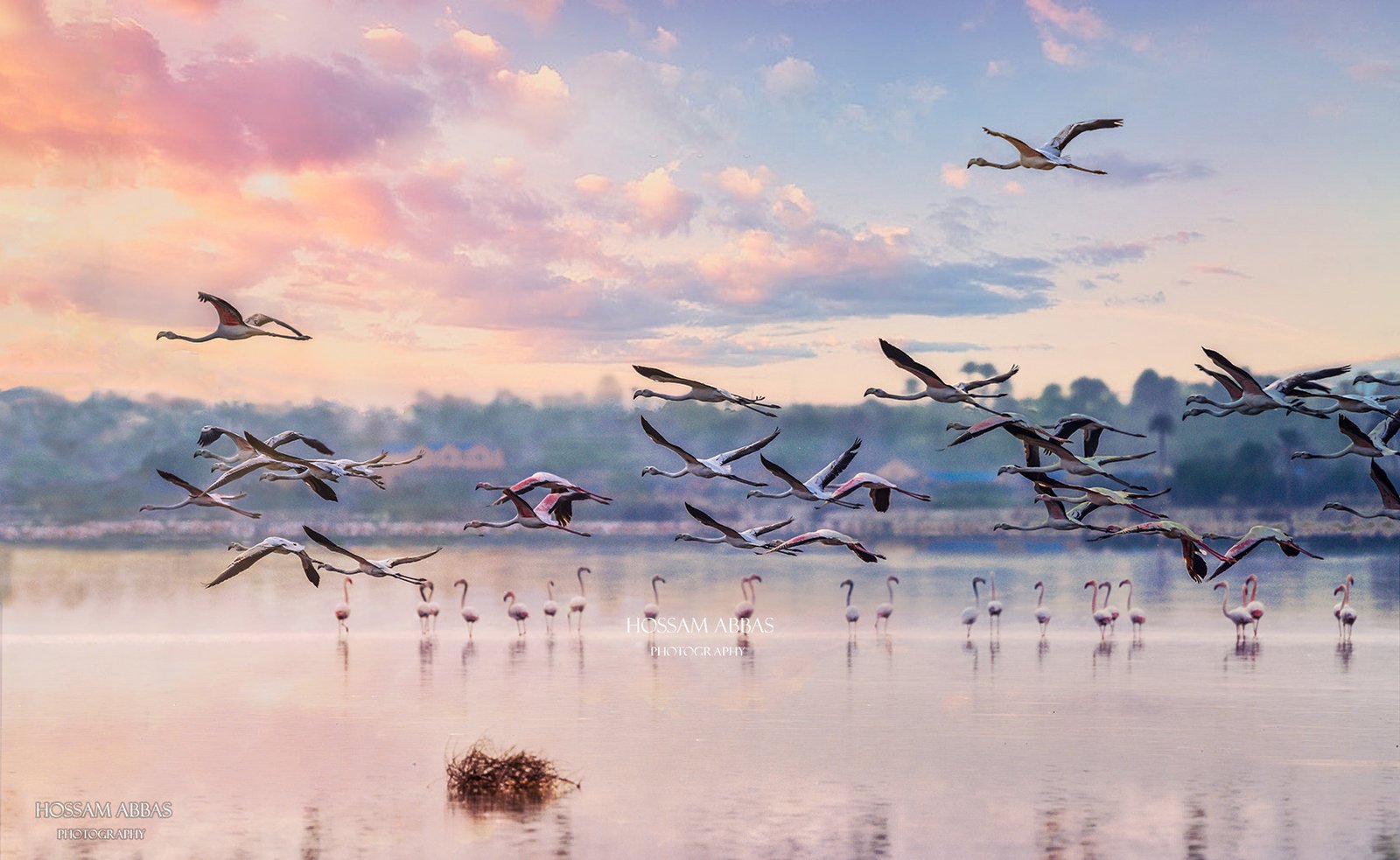Colorful migratory birds resting around the tranquil lakes and wetlands of Fayoum, Egypt, surrounded by lush reeds and natural desert landscapes.